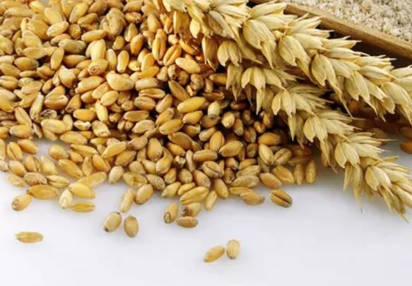 Wheat (Gandum)