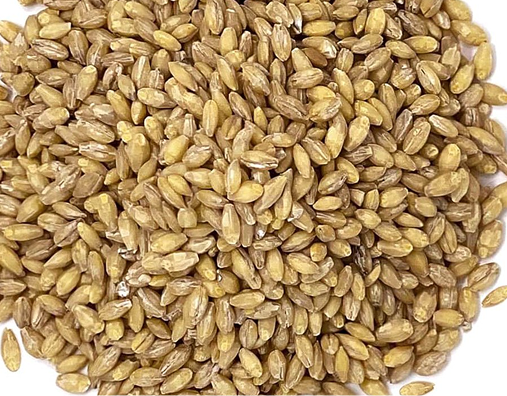 Barley (Jau)
